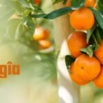 Orangîa